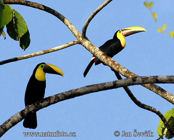 Toucan de Swainson