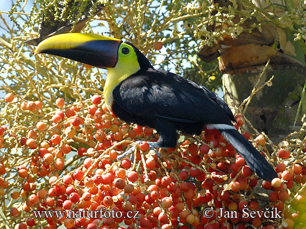 Toucan de Swainson