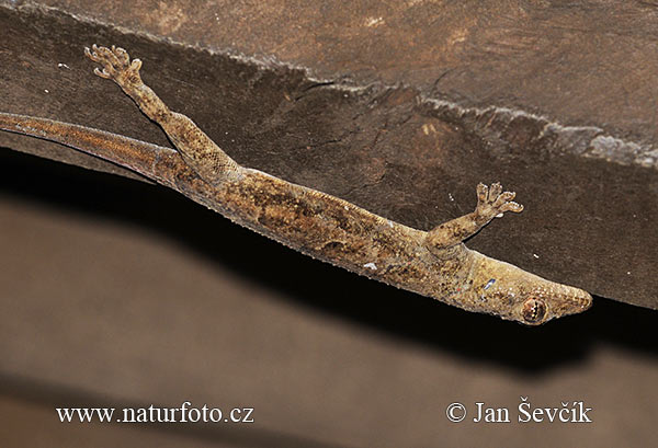Tree Gecko (Hemidactylus platycephalus)
