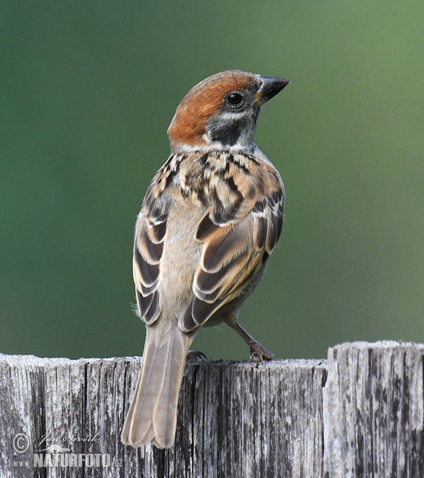 Tree Sparrow (Passer montanus)