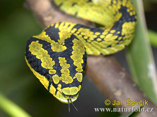 Trimeresurus trigonocephalus