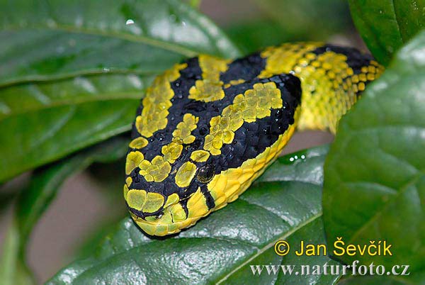 Trimeresurus trigonocephalus