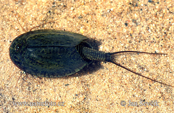 Triops cancriformis