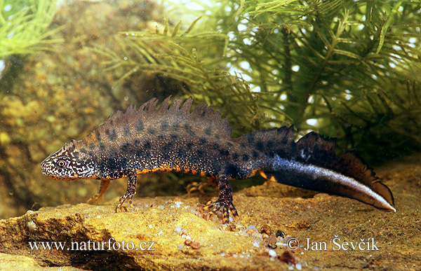 Triturus cristatus