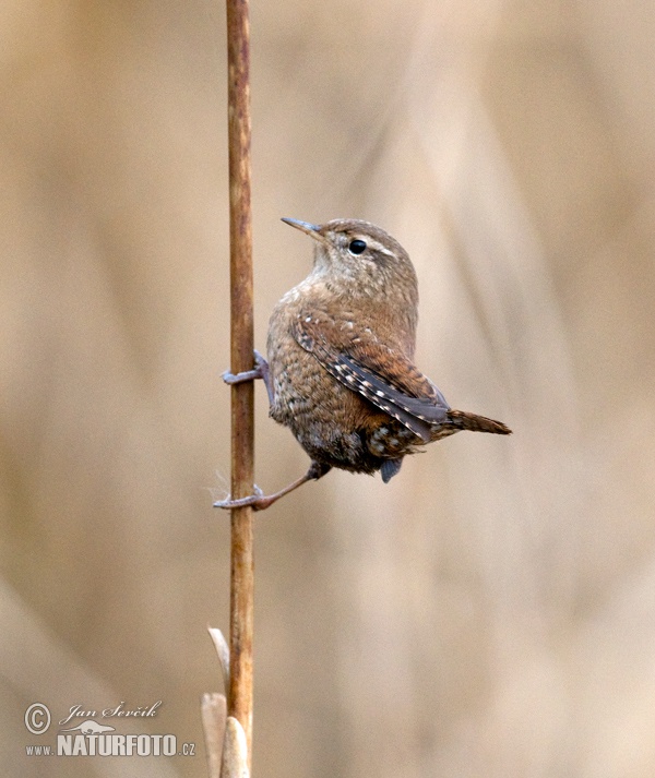 Troglodytes troglodytes