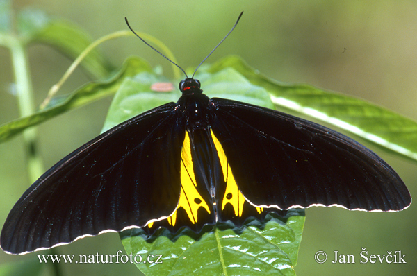 Troides helena