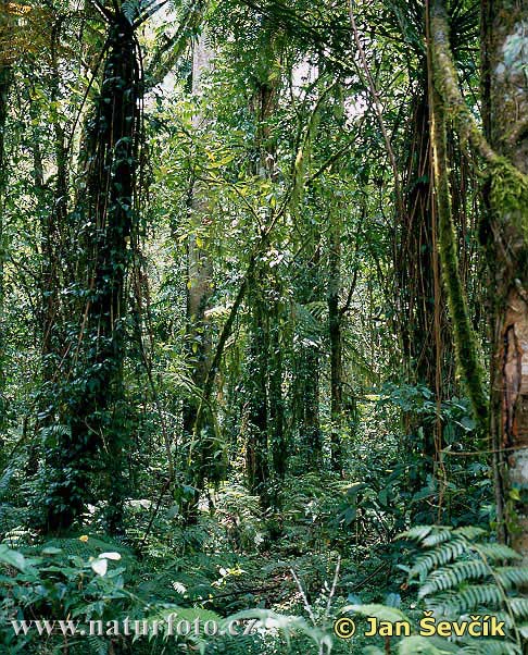 Tropical rain forest (BAL)