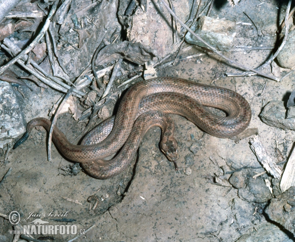 Tropidophis melanurus