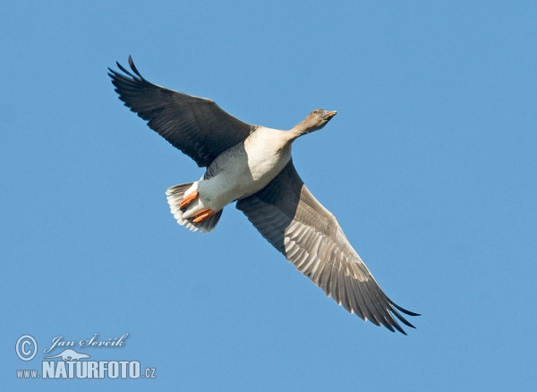 Tundra Bean Goose (Anser serrirostris)