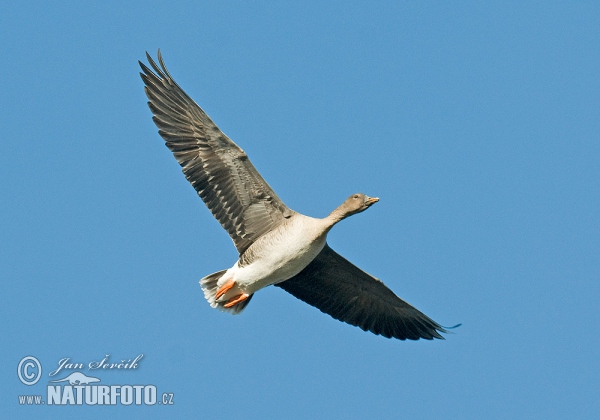 Tundra Bean Goose (Anser serrirostris)