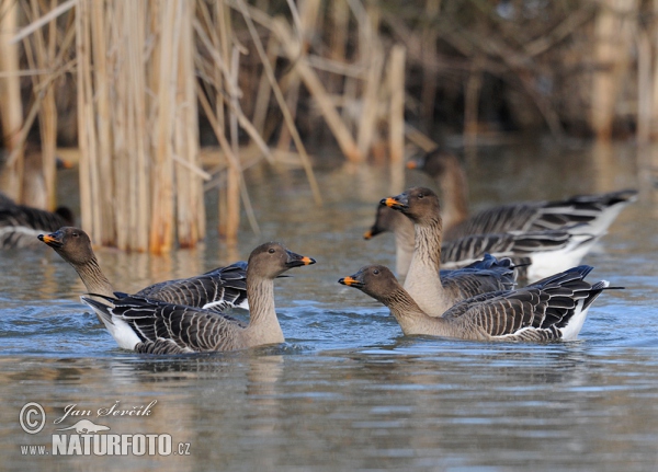 Tundra Bean Goose (Anser serrirostris)