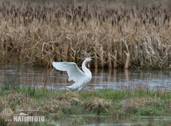 Tundra Swan (Cygnus columbianus)