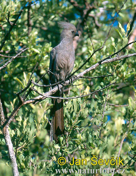 Turac concolor