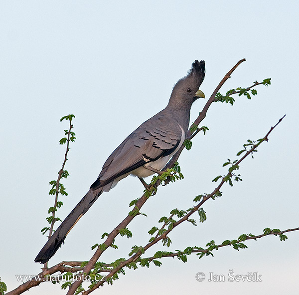 Turaco ventrebianco