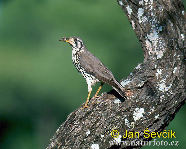 Turdus litsitsirupa