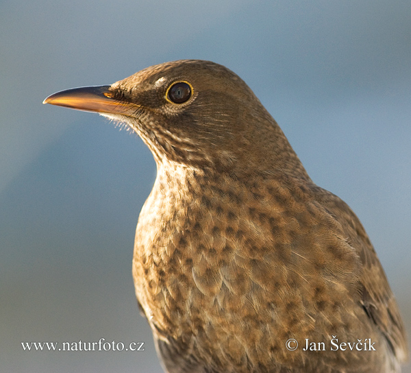 Turdus merula