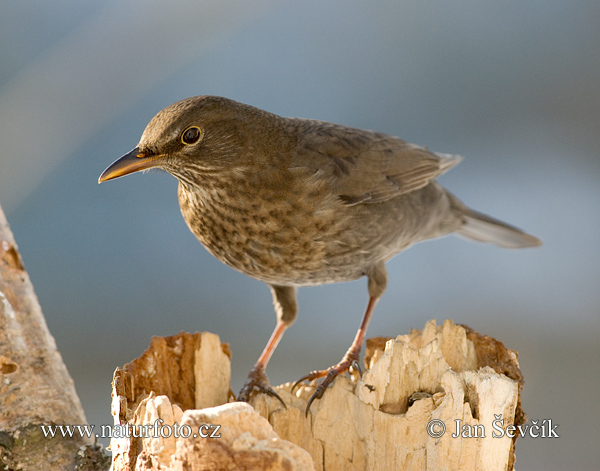 Turdus merula