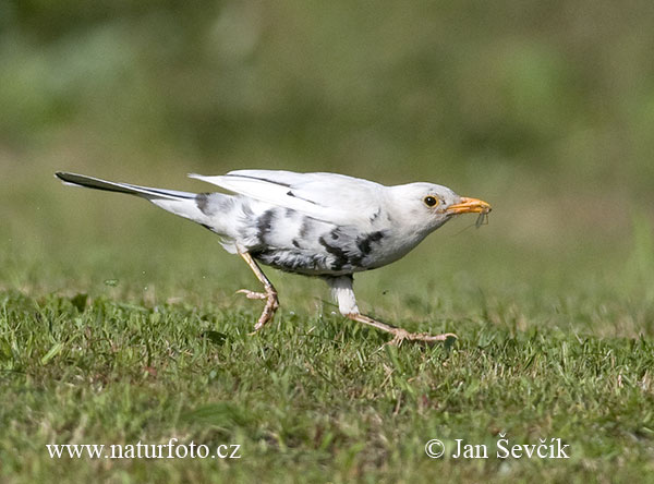 Turdus merula