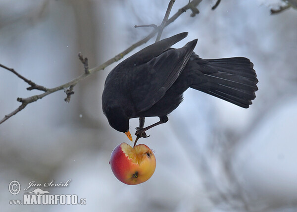 Turdus merula