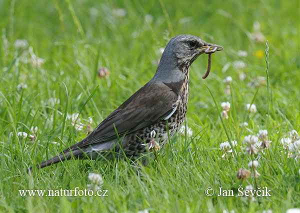 Turdus pilaris