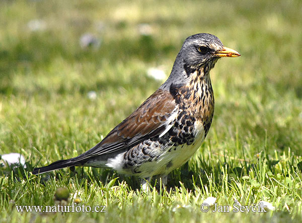 Turdus pilaris