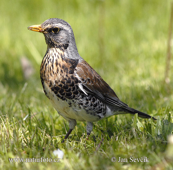 Turdus pilaris