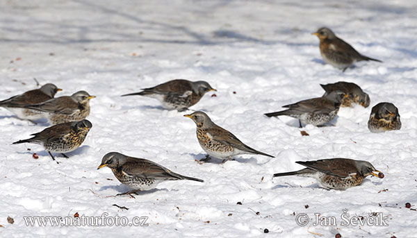 Turdus pilaris