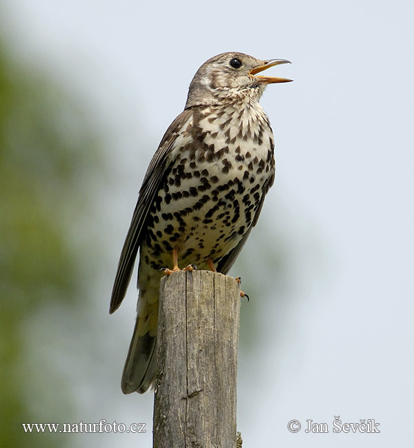 Turdus viscivorus