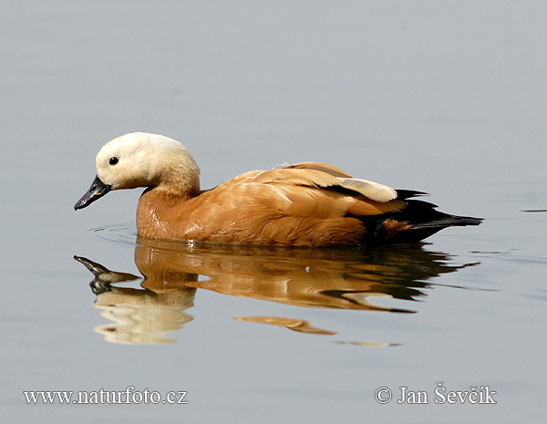 uddy Shelduck