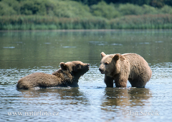 Urso-pardo