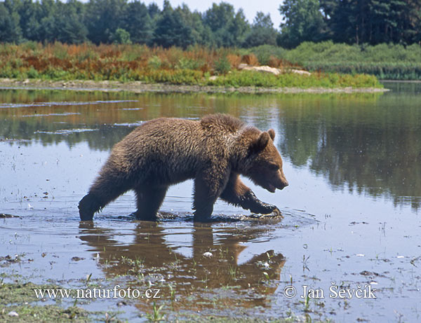 Ursus arctos