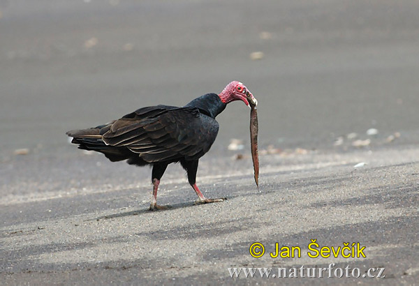 Urubu à tête rouge