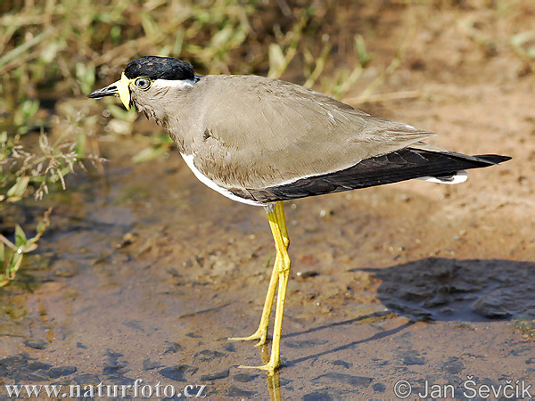 Vanellus malabaricus