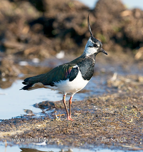 Vanellus vanellus