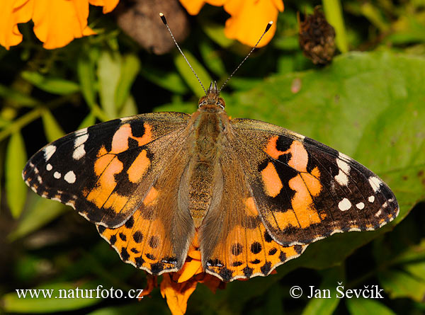 Vanessa cardui