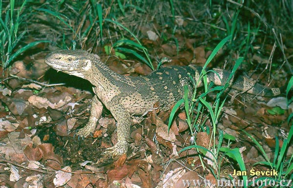 Varan des steppes d'Afrique orientale