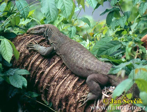 Varanus bengalensis