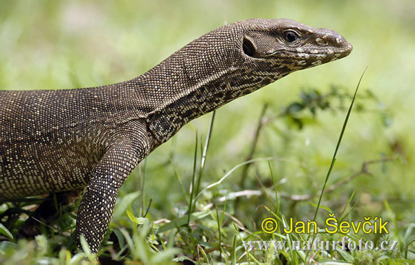 Varanus bengalensis