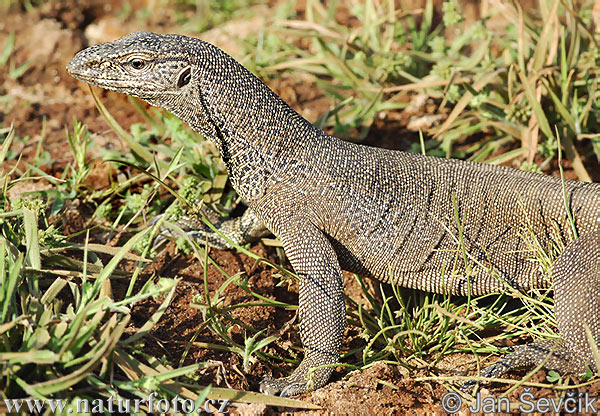 Varanus bengalensis