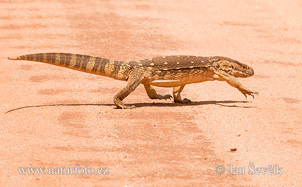 Varanus exanthematicus