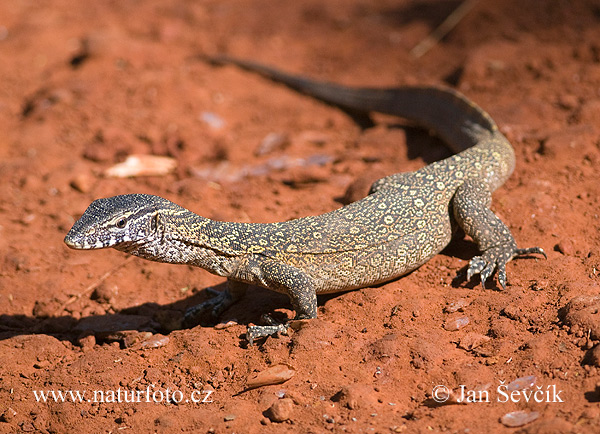 Varanus niloticus