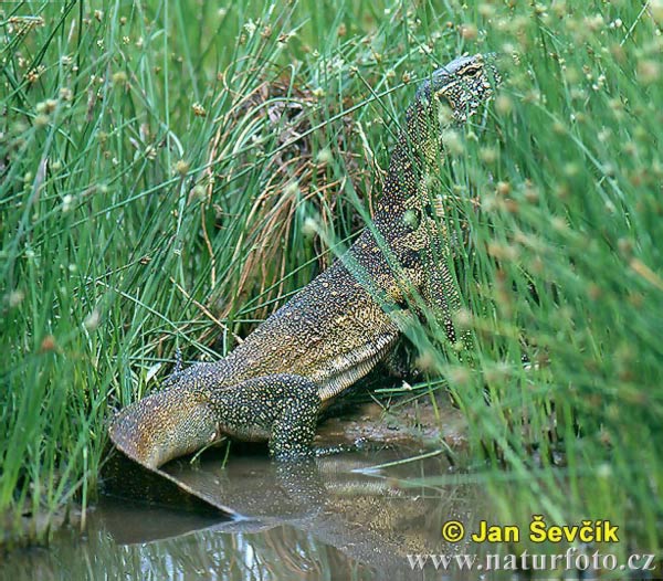 Varanus niloticus