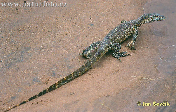 Varanus niloticus