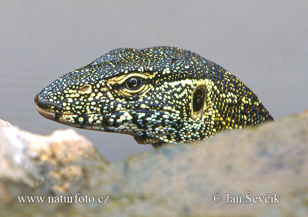 Varanus niloticus