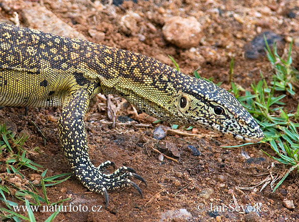 Varanus niloticus