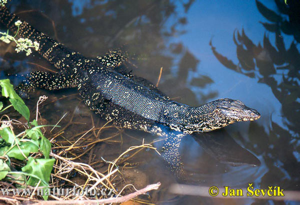 Varanus salvator