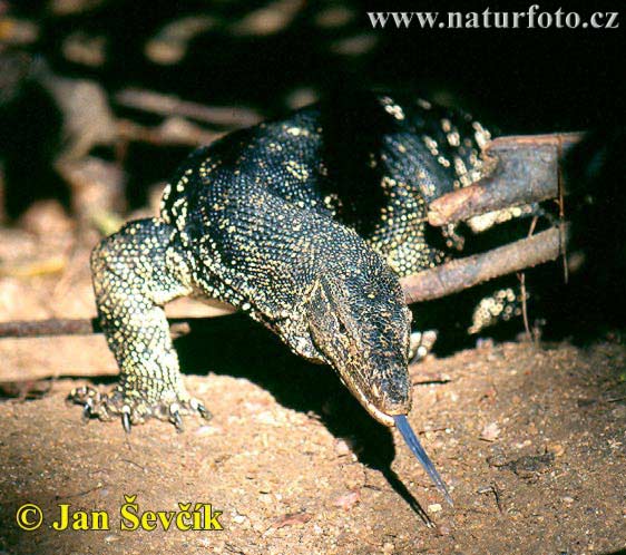 Varanus salvator