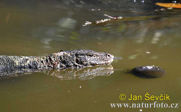 Varanus salvator