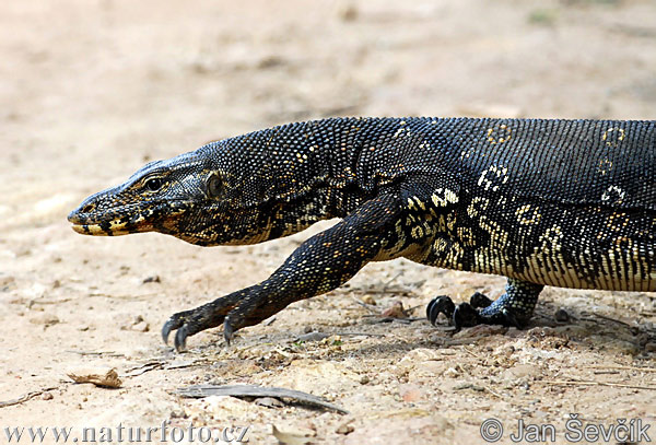 Varanus salvator