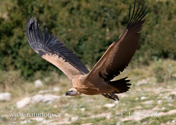 Vautour fauve